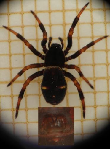 Réf. 111 139 : Asagena phalerata