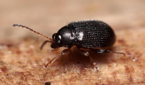 Epitrix pubescens