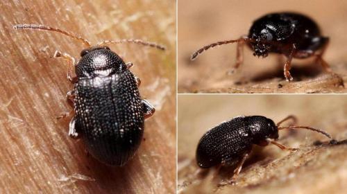 Epitrix pubescens