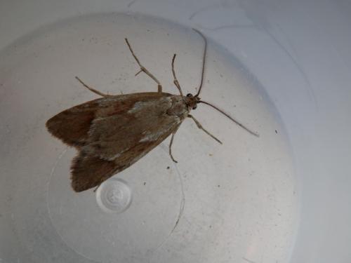 Diurnea lipsiella