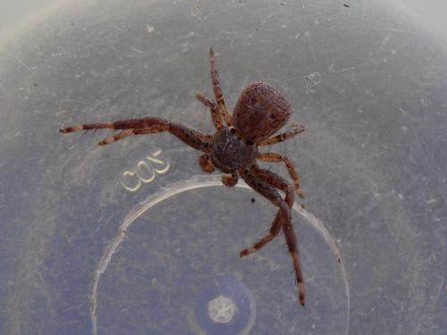 Xysticus sp.