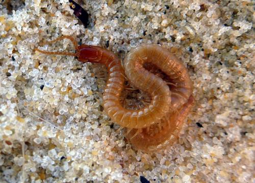 Pachymerium ferrugineum
