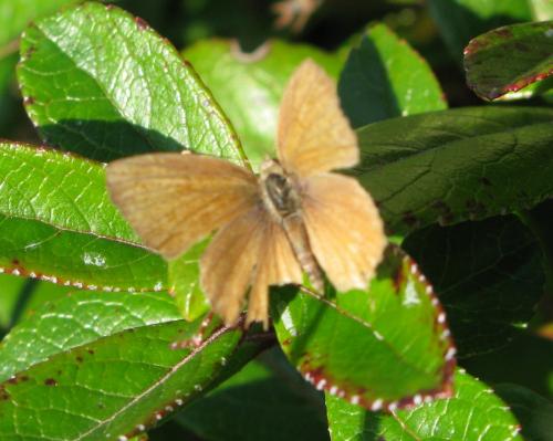 Réf. 111 061 : Cacyreus marshalli