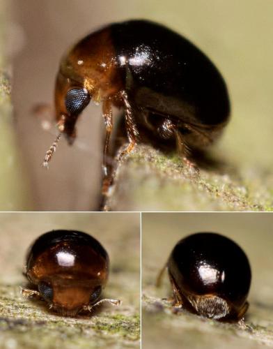Cybocephalus sp.