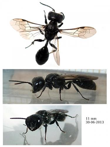 Réf. 111 668 : Pemphredon sp.