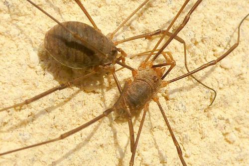 Phalangium opilio