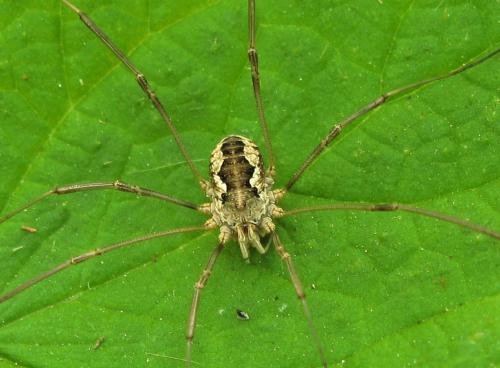 Phalangium opilio