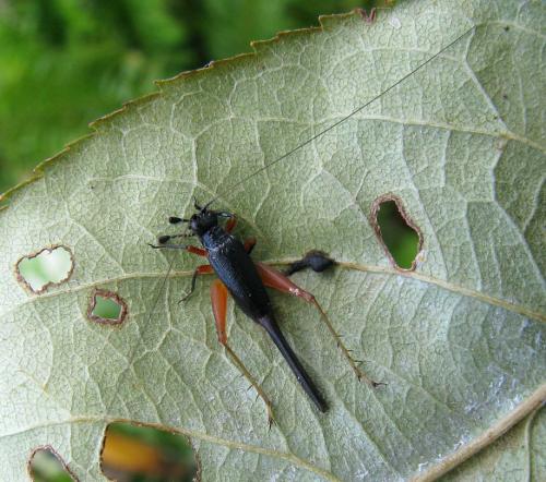 Réf. 111 372 : Trigonidium cicindeloides