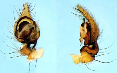 Lycosoides coarctata