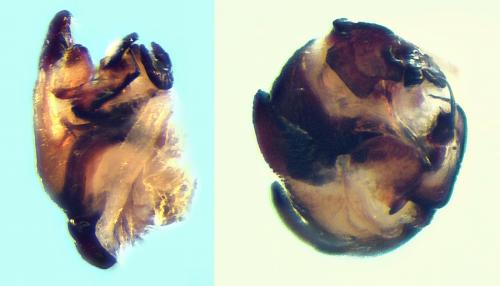 Réf. 111 801 : Zelotes manius