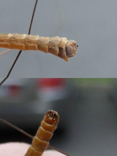 Réf. 111 521 : Tipula obsoleta