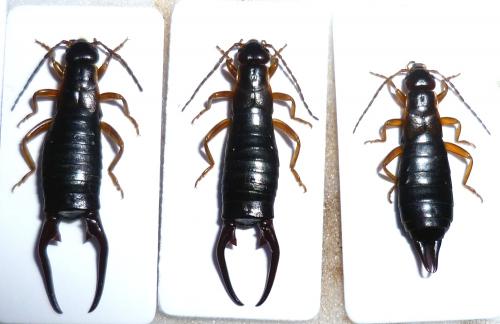 Pseudochelidura sinuata