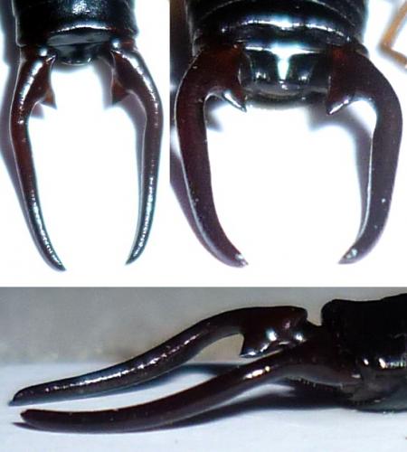 Réf. 111 324 : Pseudochelidura sinuata