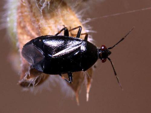 Réf. 111 235 : Deraeocoris ribauti