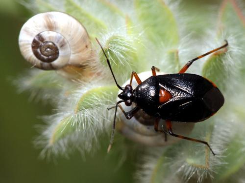 Réf. 111 236 : Deraeocoris ribauti