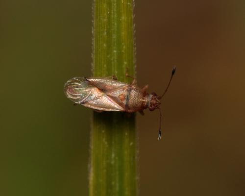 Réf. 111 670 : Cymus claviculus