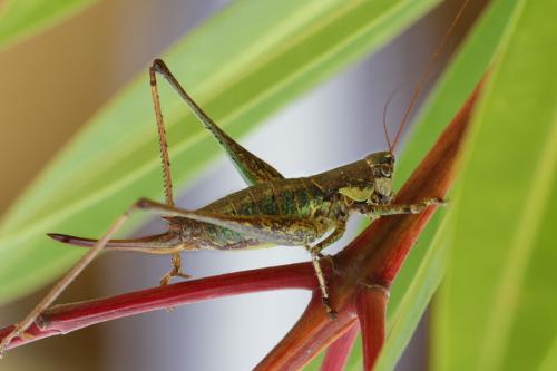 Rhacocleis annulata