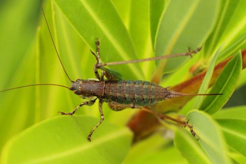 Réf. 111 299 : Rhacocleis annulata