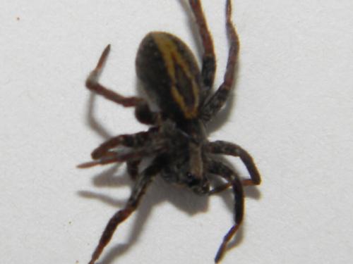 Alopecosa pulverulenta