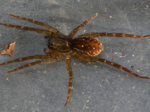 Pirata sp.