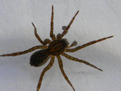 Pirata sp.