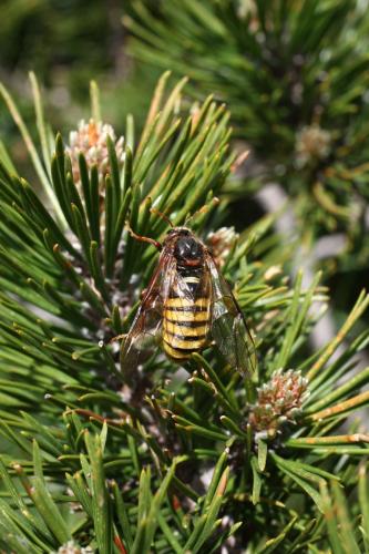 Cimbex connatus