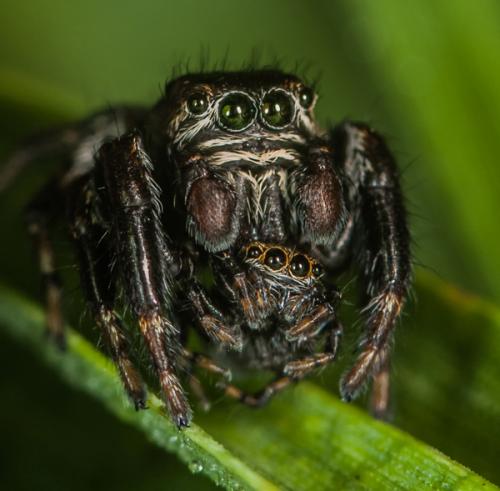 Evarcha arcuata