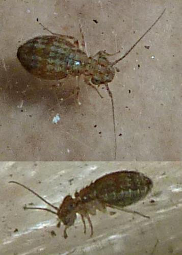 Cerobasis guestfalica