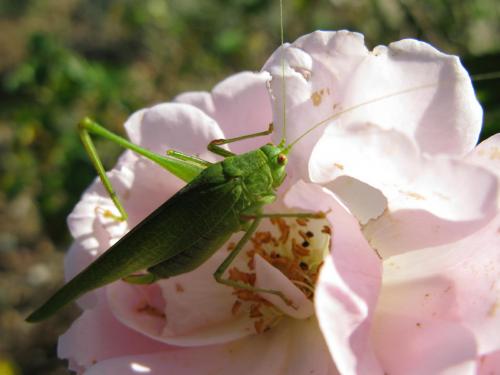 Phaneroptera nana