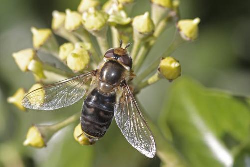 Réf. 111 177 : Scaeva selenitica