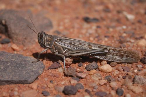 Schistocerca gregaria