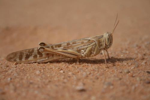 Schistocerca gregaria