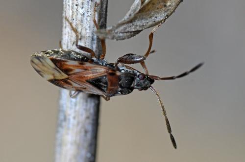 Réf. 111 204 : Scolopostethus sp.
