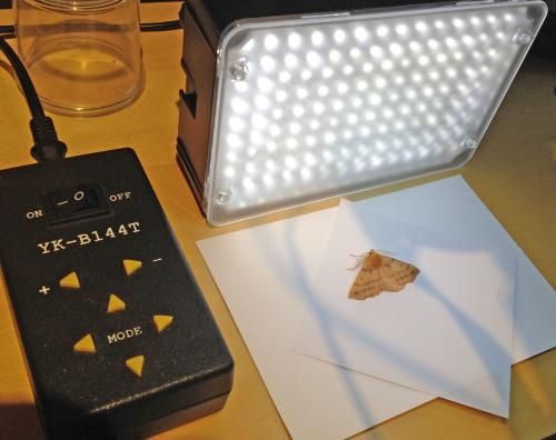 Led sp.