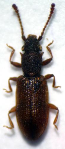Silvanoprus fagi