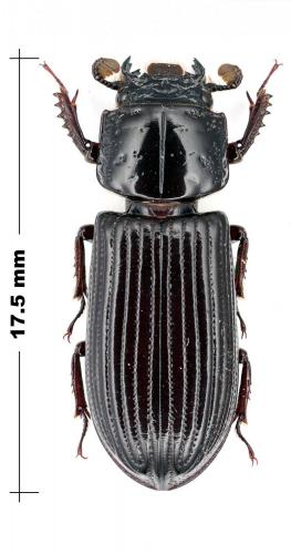 Spasalus puncticollis