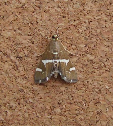 Réf. 111 074 : Spoladea recurvalis