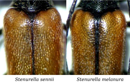 Stenurella divers