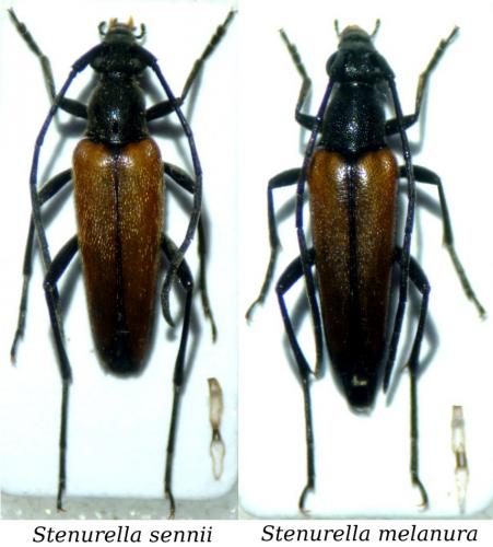 Stenurella divers