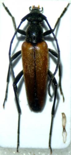 Réf. 111 327 : Stenurella melanura