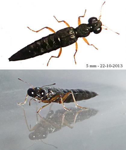 Stenus sp.