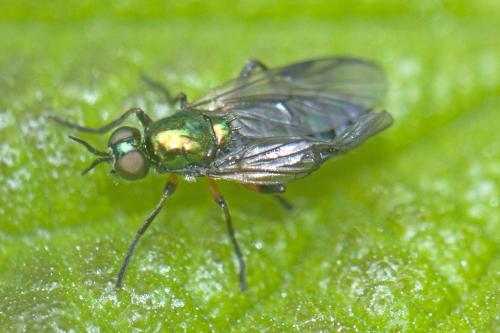 Actina chalybea