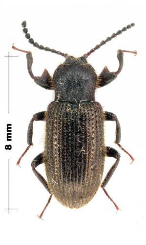Gonocnemis sp.