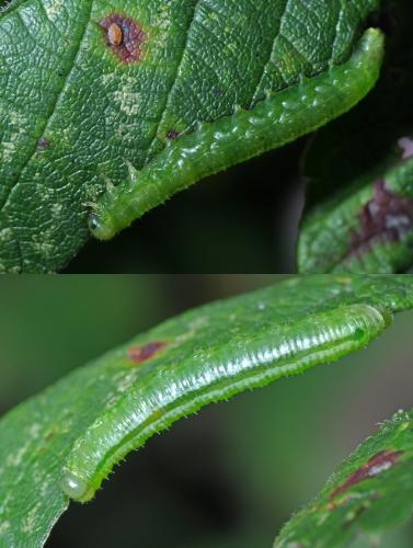 Réf. 111 455 : Pristiphora pallidiventris