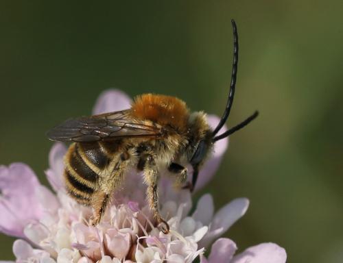 Réf. 111 941 : Tetraloniella strigata