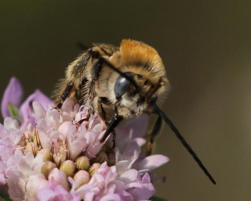Réf. 111 943 : Tetraloniella strigata
