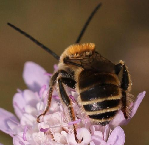 Réf. 111 944 : Tetraloniella strigata