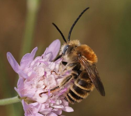 Réf. 111 942 : Tetraloniella strigata