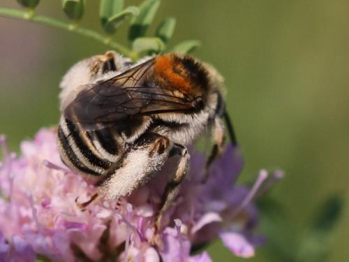 Réf. 111 905 : Tetraloniella strigata