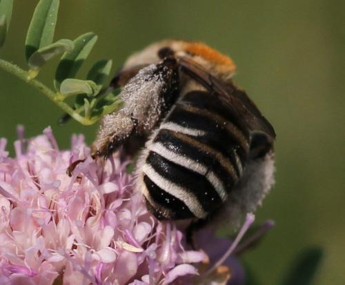 Réf. 111 906 : Tetraloniella strigata